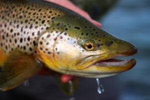 Fly Shop, Custom Flies, and Fly Tying Materials - Snake River Fly