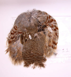 Premium Partridge Skins