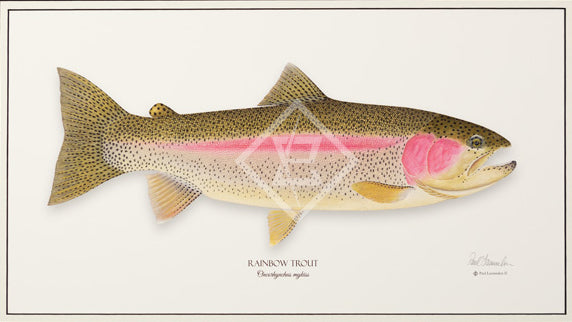Trout Giclee Prints (non-Framed) By Paul Laemmlen